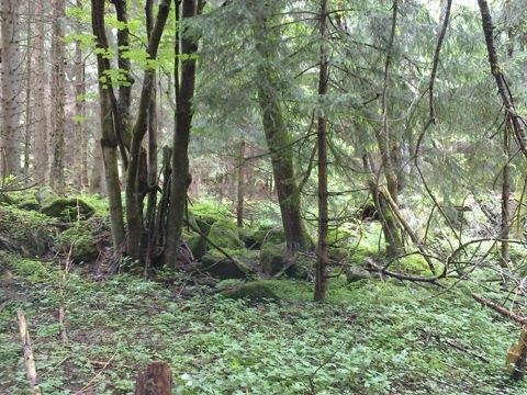 Foto 61